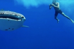 thumbs_tubbataha-diving-videos