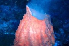 thumbs_tubbataha-spawning-coral-500x500