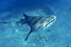 thumbs_whale-shark-tubbataha