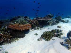 Tubbataha reef, shallow reef