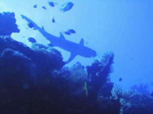 reef at Tubbataha reef