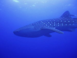 Whaleshark