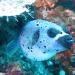 Black Eyed Puffer in Tubbataha