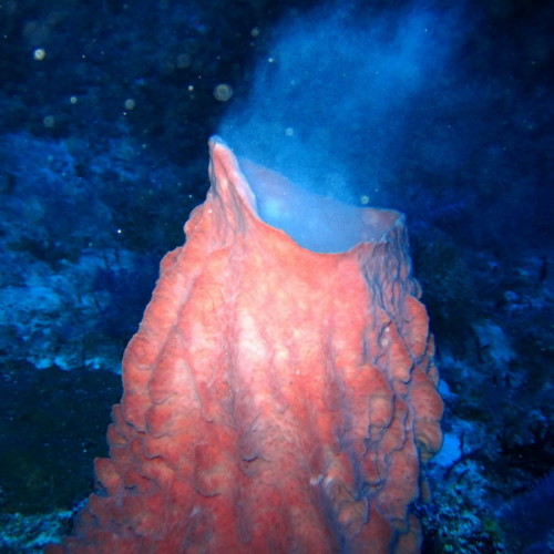 corals in Tubbataha