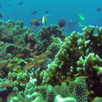 Reef in Tubbataha