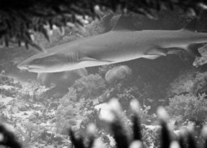Black and white Shark in Tubbataha reef