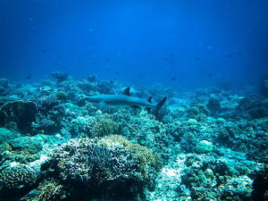 Sharks in Tubbataha: An Underwater Photography Gallery