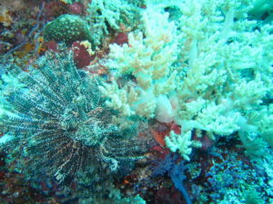 Tubbataha soft coral