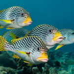 sweet lips at Malayan wreck