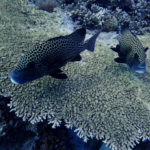 Reefs of Tubbataha for liveaboard diving