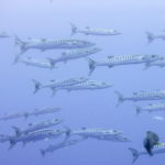 The reefs - Tubbataha liveaboard diving