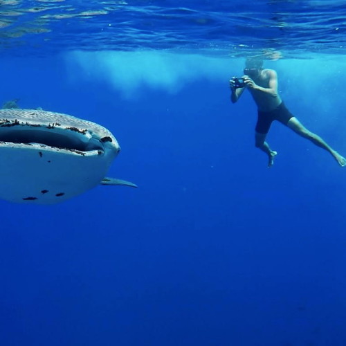 tubbataha-diving-videos