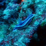 M/Y Sakura diving nudibranch