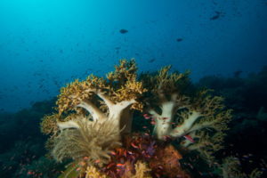 Tubbataha soft coral