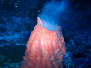 Tubbataha spawning coral