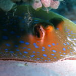 Tubbataha spotted stingray