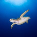 Tubbataha turtle