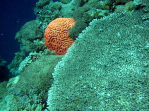 Tubbataha brain coral