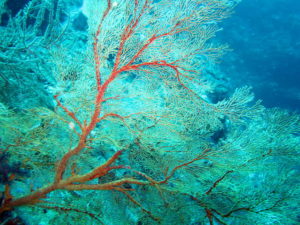 Tubbataha fan coral