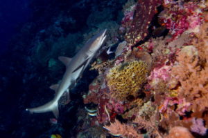 Tubbataha reef shark on coral