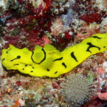 Nudibranch diving in Tubbataha