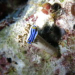 Tubbataha reef nudibranch on a rock