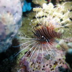 Tubbataha reef fish