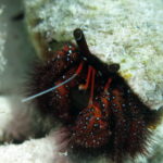 Tubbataha reefs