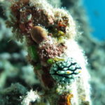 Tubbataha diving nudibranch