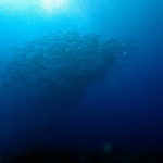 School of jacks in Tubbataha reefs