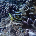 The reefs - Tubbataha liveaboard diving